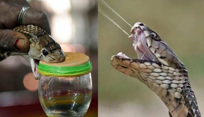 उत्तराखंड पुलिस की सांप का जहर बेचने मामले में यूपी में दबिश